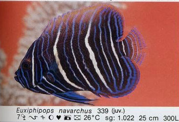 Euxiphipops navarchus